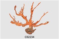 藏品(珊瑚化石)的圖片